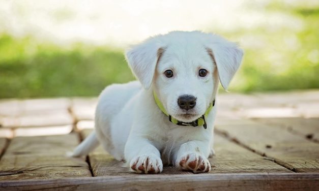 Labrador Mix cuccioli: atteggiamento e manipolazione