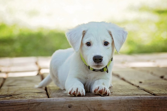 Labrador Mix cuccioli: atteggiamento e manipolazione