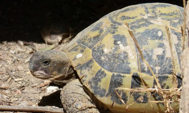 Quanto sono vecchie le tartarughe se tenute in modo adeguato alle specie?