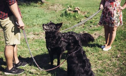 Rottweiler-Educazione: una formazione professionale