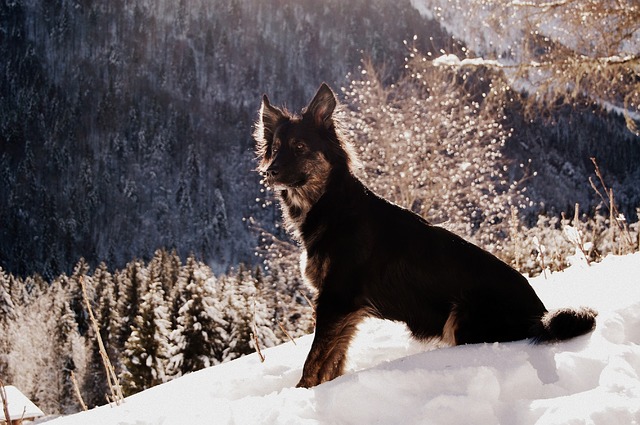 Tassa cani per il secondo cane: i fatti più importanti sulla tassa brevemente delineato