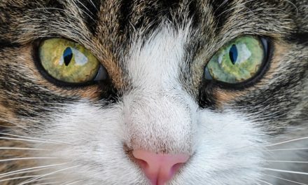 Cosa non piace ai gatti: come trattare correttamente il tuo animale domestico