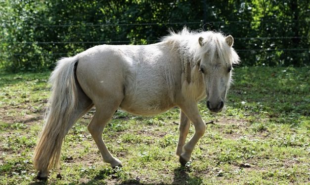 Fare il proprio passo con un pony: ecco come funziona