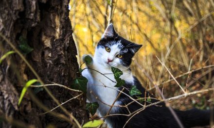 Feromoni per gatti: come funzionano le fragranze