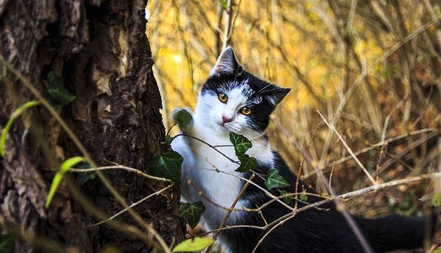 Feromoni per gatti: come funzionano le fragranze