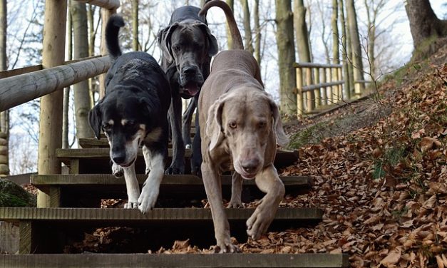 Cane svizzero di montagna bernese: Panoramica della razza