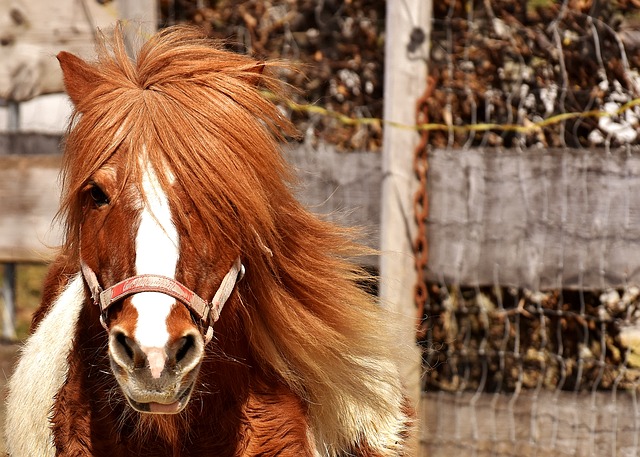 Cavalli e pony: spiegazione professionale della differenza