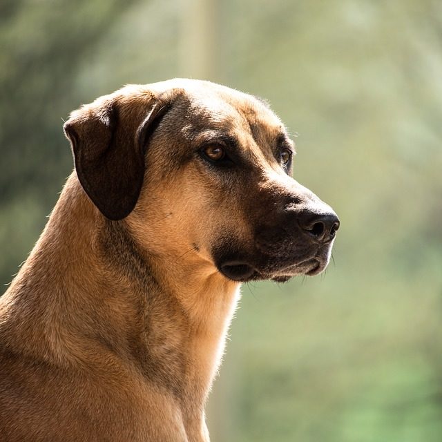 Grande cane di montagna svizzero: aspettativa di vita e fatti interessanti