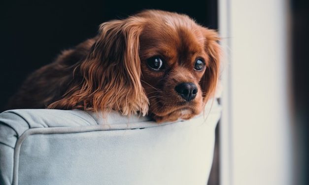 Lasciare i cani da soli a casa: bisogna tenerne conto