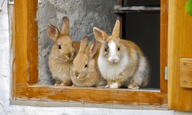 Testa inclinabile in conigli