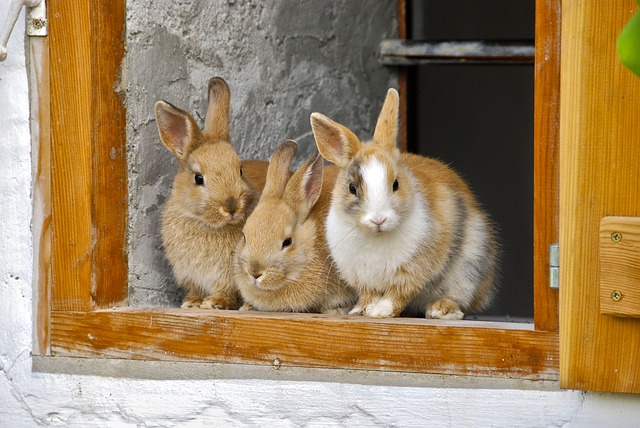 Testa inclinabile in conigli