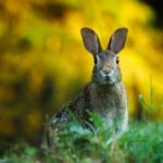 Coniglio ha flatulenza: cosa fare?