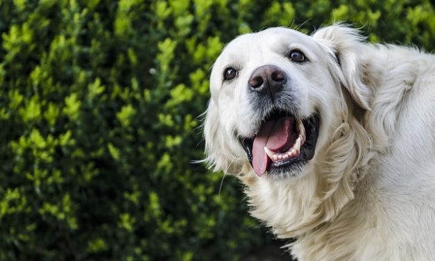 Il cane sta sbocciando improvvisamente: in questo modo si evitano problemi dentali