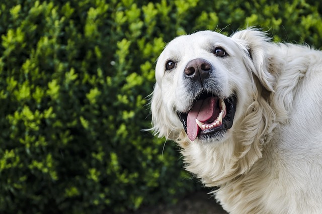Il cane sta sbocciando improvvisamente: in questo modo si evitano problemi dentali