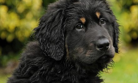Pastore cane cane pastore mix cuccioli: fatti interessanti circa l’atteggiamento e la gestione