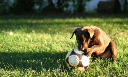 Prevenire la carenza di calcio nel cane: è così che funziona
