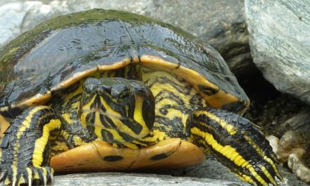 Tartaruga: Tagliare gli artigli nelle tartarughe