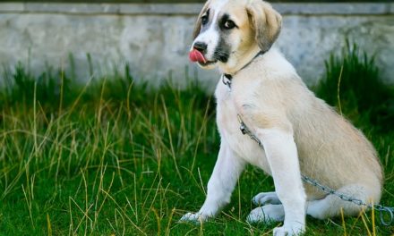 Uso del linguaggio corporeo del cane per l’educazione: è così che funziona