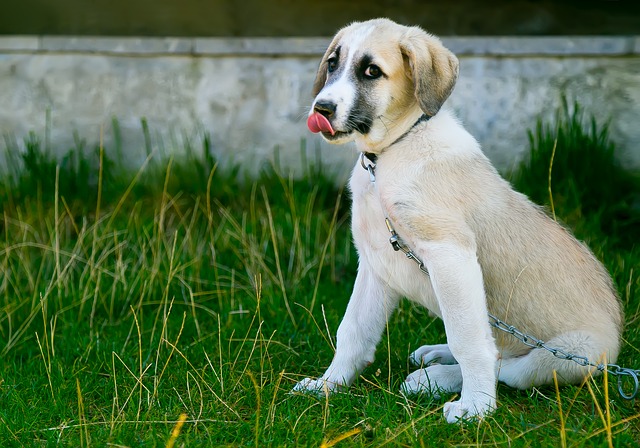 Uso del linguaggio corporeo del cane per l’educazione: è così che funziona