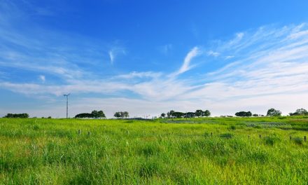 “Che cosa potete piantare in agosto? Istruzioni per la progettazione del giardino