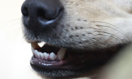 Come faccio a scollegare i capelli di cane opaco?