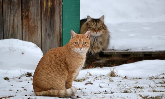 Gatti all’aperto in inverno: si noti questo
