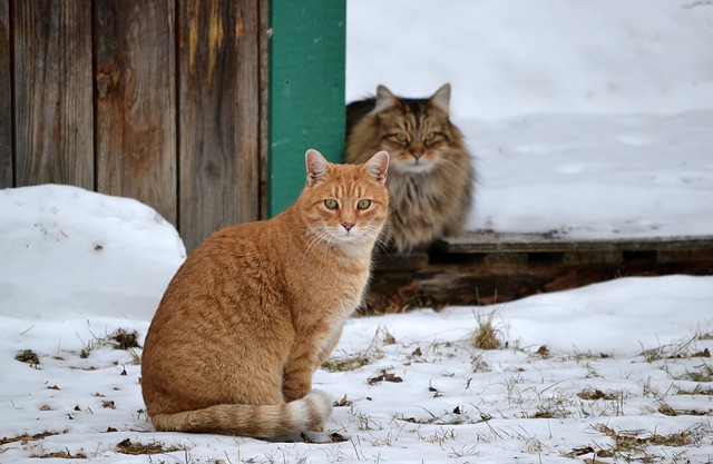 Gatti all’aperto in inverno: si noti questo