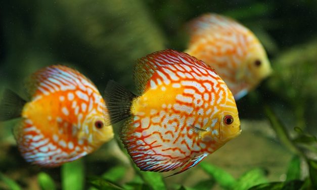 Guppy nell’acquario: tenere le specie ittiche in un luogo adatto alle esigenze dei pesci