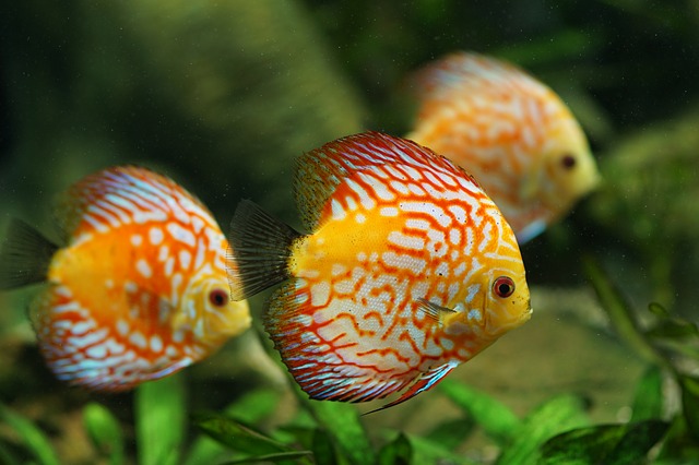 Guppy nell’acquario: tenere le specie ittiche in un luogo adatto alle esigenze dei pesci