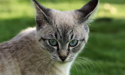 Raucedine nei gatti – in modo da alleviare il disagio