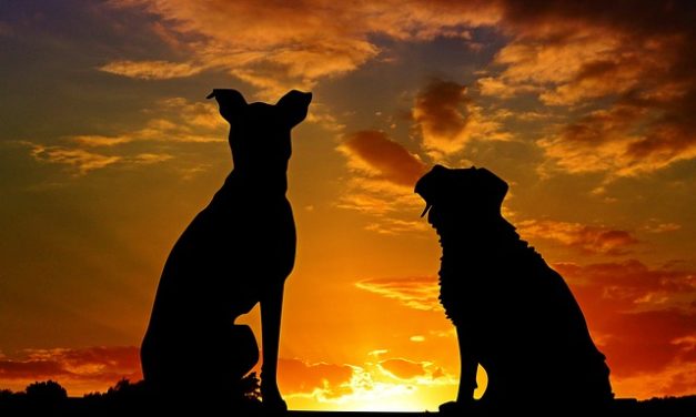 Razza canina spagnola: come tenere una specie Galgo adatta a una determinata specie?
