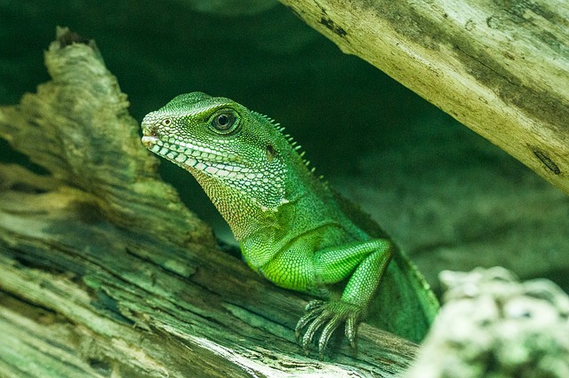 Sangue verde negli esseri umani: Informativo