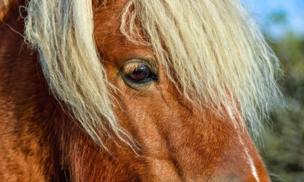 Miscelato il pony: come salvare il vostro taglio di capelli